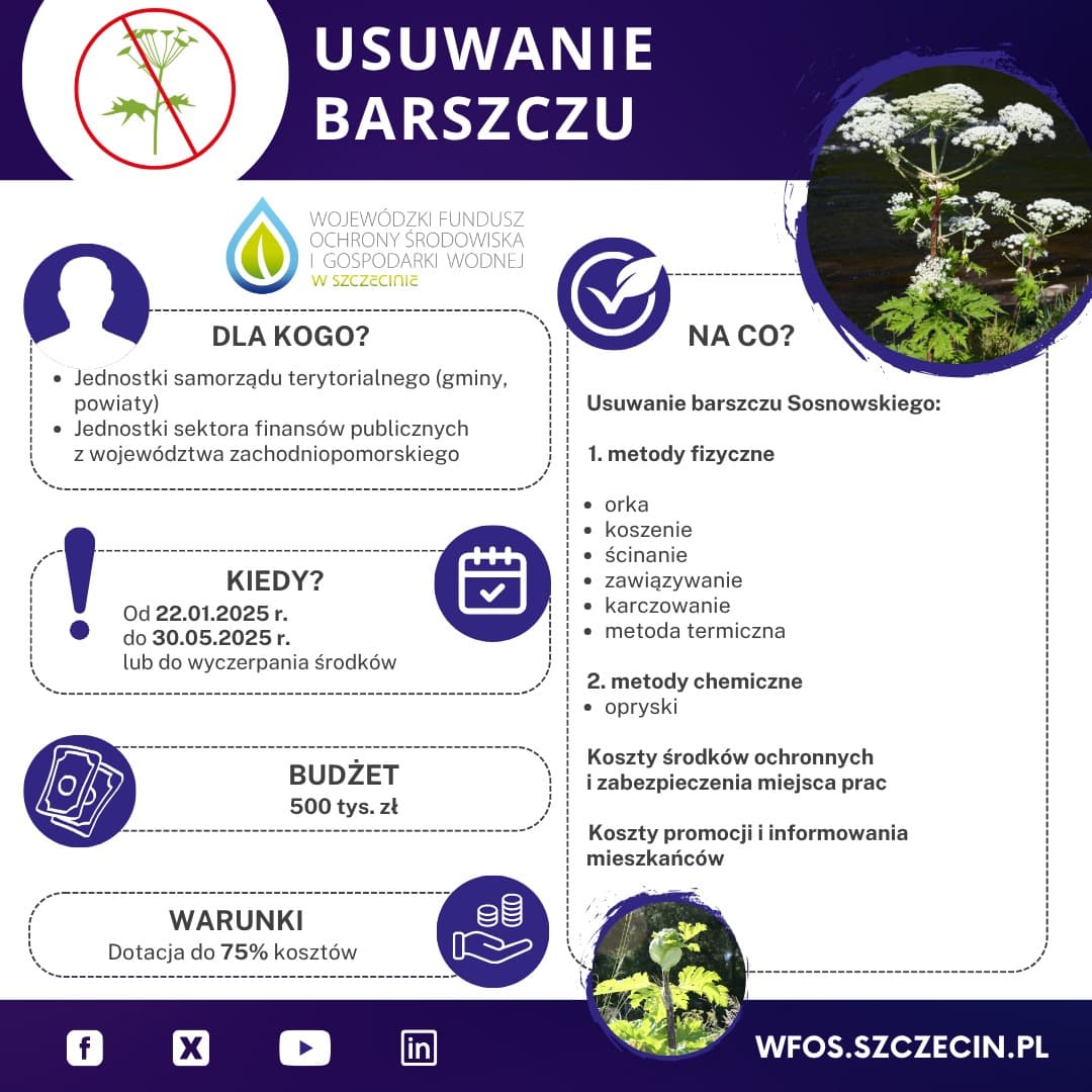 Usuwanie barszczu Sosnowskiego